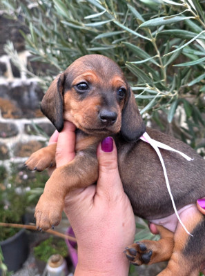 Les chiots de Teckel poil ras