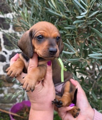 Les chiots de Teckel poil ras