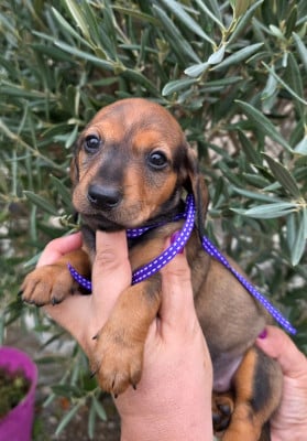 Les chiots de Teckel poil ras