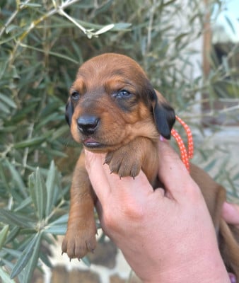 Les chiots de Teckel poil ras