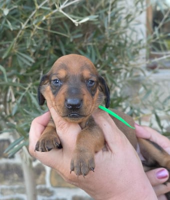 Les chiots de Teckel poil ras