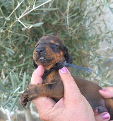 Les chiots de Teckel poil ras