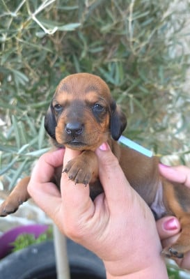 Les chiots de Teckel poil ras