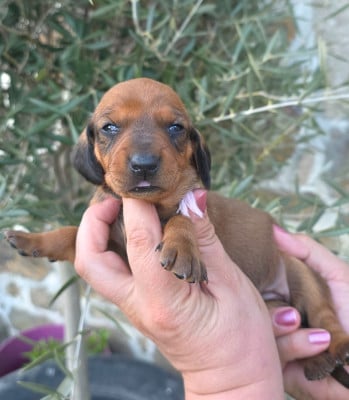 Les chiots de Teckel poil ras