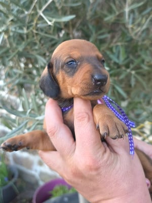 Les chiots de Teckel poil ras