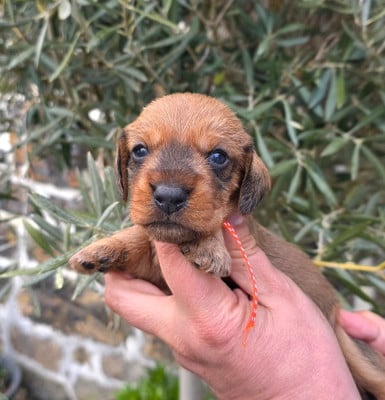 Les chiots de Teckel poil dur