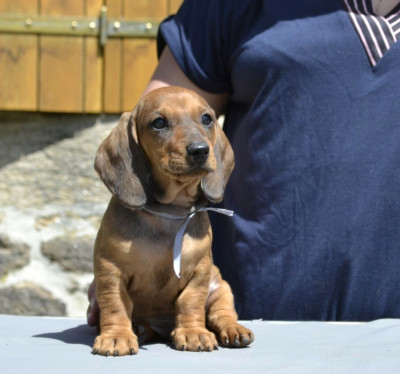 Les chiots de Teckel poil ras