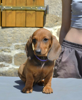 Les chiots de Teckel poil ras