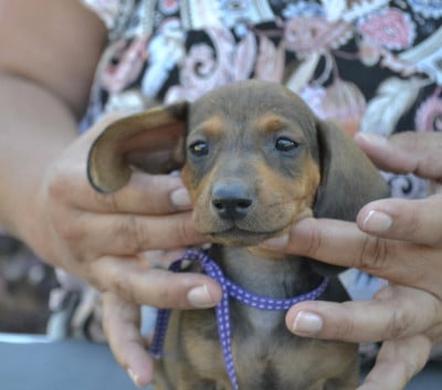 Les chiots de Teckel poil ras