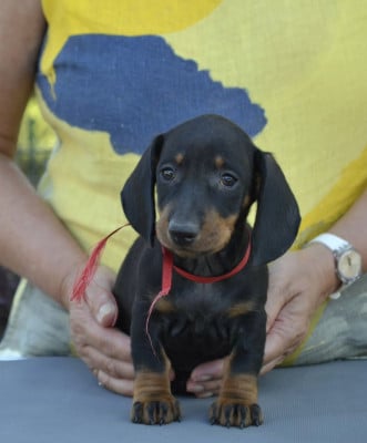 Les chiots de Teckel poil ras