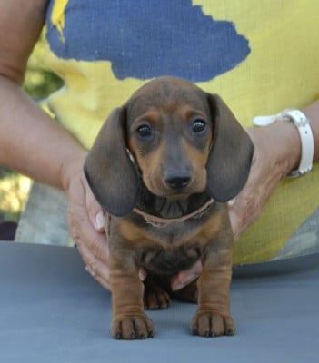Les chiots de Teckel poil ras