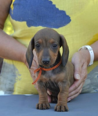Les chiots de Teckel poil ras