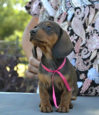Les chiots de Teckel poil ras