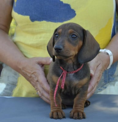 Les chiots de Teckel poil ras