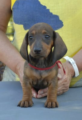 Les chiots de Teckel poil ras