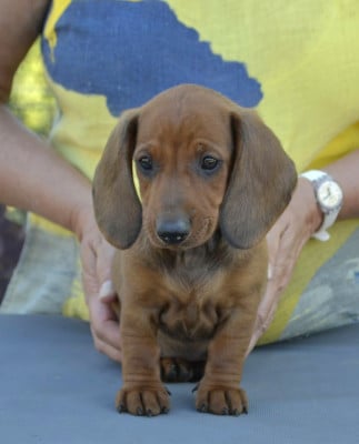 Les chiots de Teckel poil ras