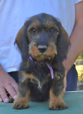 Les chiots de Teckel poil dur