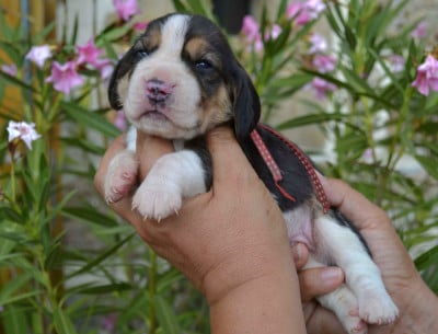 Les chiots de Beagle