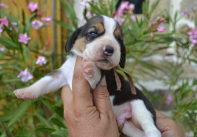 Les chiots de Beagle