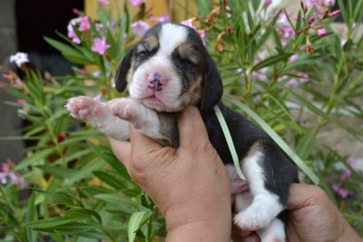 Les chiots de Beagle