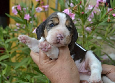 Les chiots de Beagle