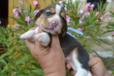 Les chiots de Beagle