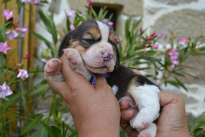 Les chiots de Beagle