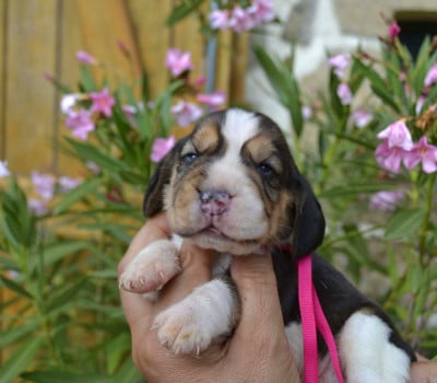 Les chiots de Beagle