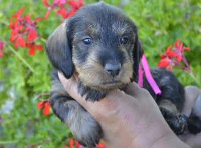 Les chiots de Teckel poil dur
