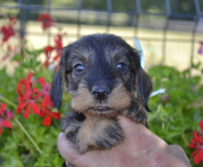 Les chiots de Teckel poil dur