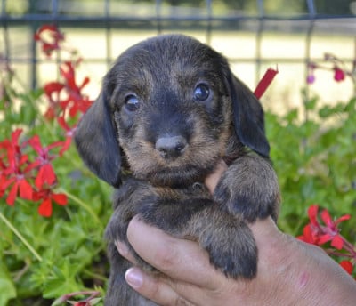 Les chiots de Teckel poil dur