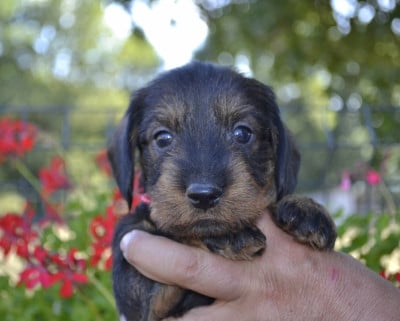 Les chiots de Teckel poil dur