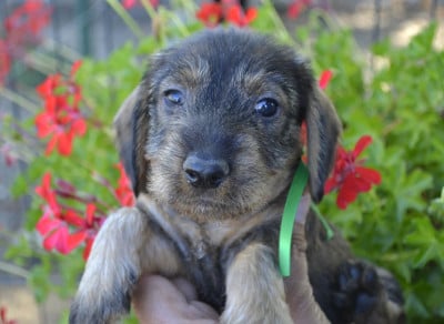 Les chiots de Teckel poil dur