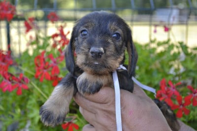 Les chiots de Teckel poil dur