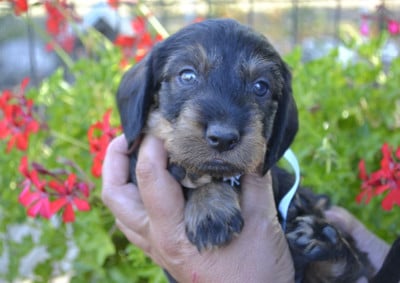Les chiots de Teckel poil dur