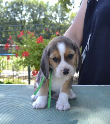 Les chiots de Beagle