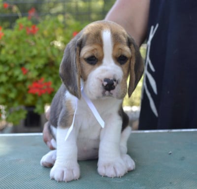 Les chiots de Beagle