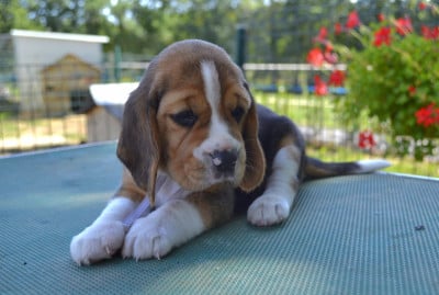 Les chiots de Beagle