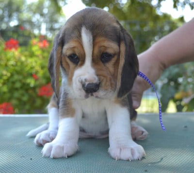 Les chiots de Beagle