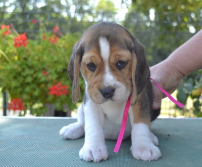 Les chiots de Beagle