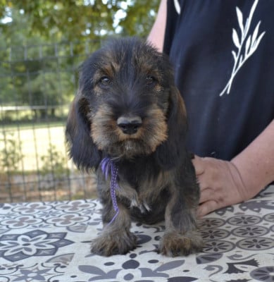 Les chiots de Teckel poil dur