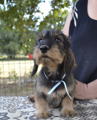 Les chiots de Teckel poil dur