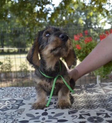 Les chiots de Teckel poil dur