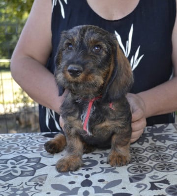 Les chiots de Teckel poil dur