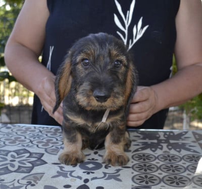 Les chiots de Teckel poil dur