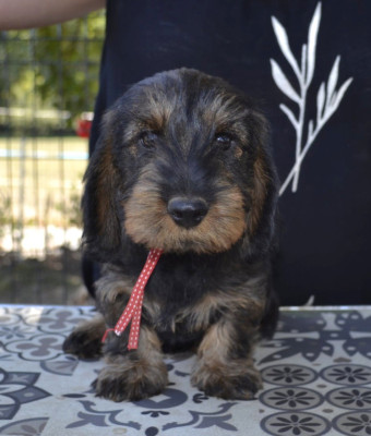 Les chiots de Teckel poil dur
