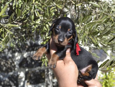 Les chiots de Teckel poil ras