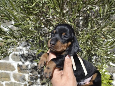 Les chiots de Teckel poil ras