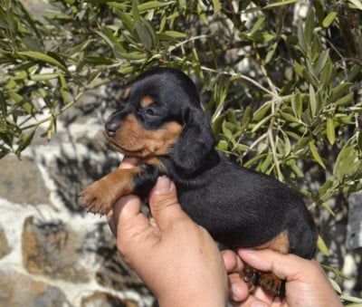 Les chiots de Teckel poil ras