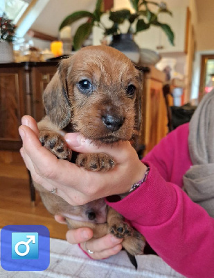 Les chiots de Teckel poil dur